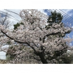 神戸市灘区篠原本町（阪急神戸線六甲駅）のマンション賃貸物件 その他写真5
